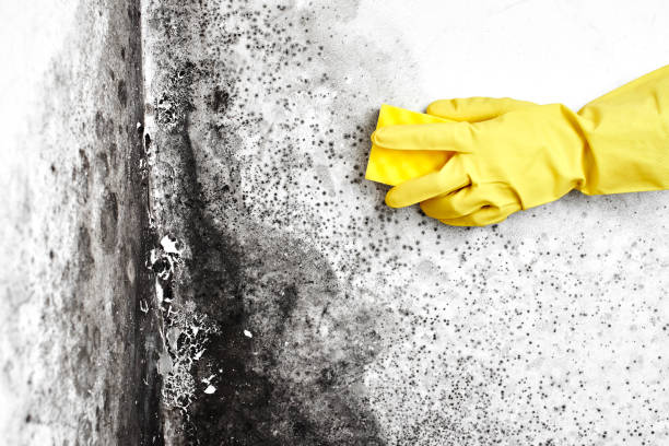 Best Biohazard Mold Removal  in Bowmansville, PA