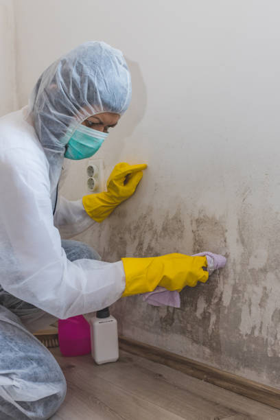 Best Black Mold Removal  in Bowmansville, PA