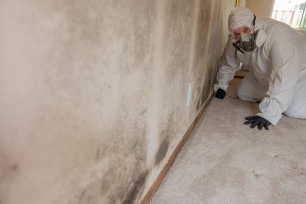 Best Black Mold Removal  in Bowmansville, PA